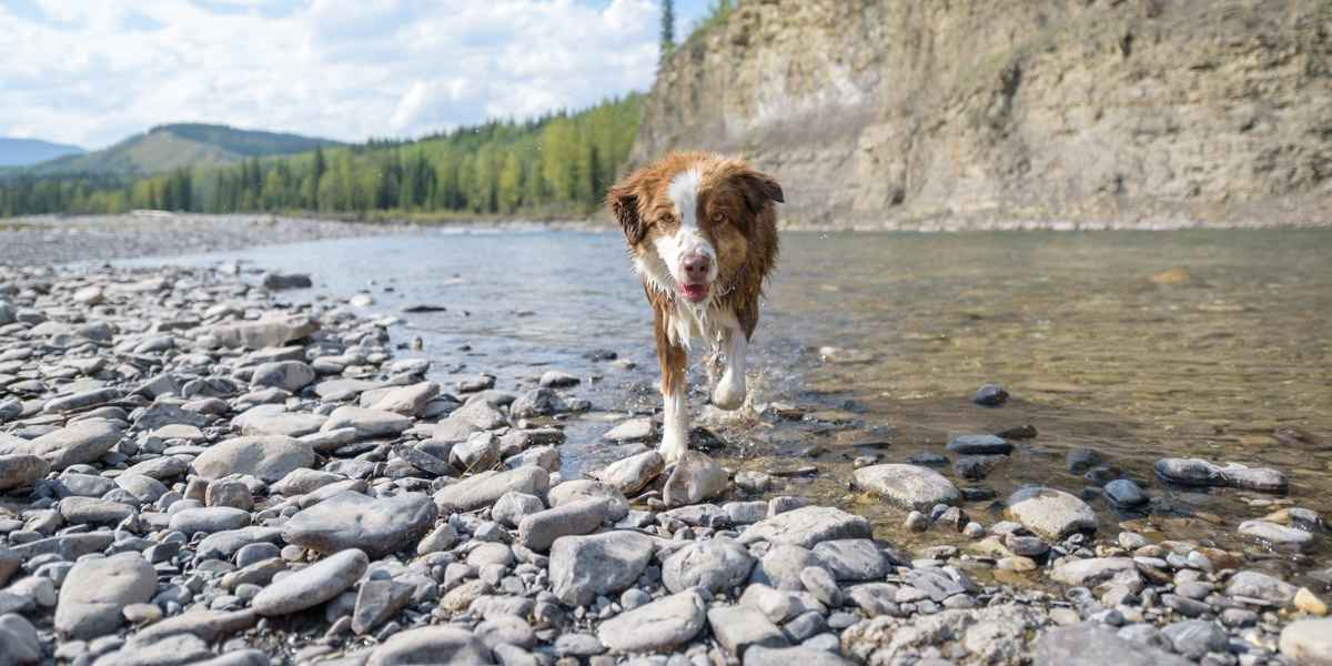 donde ir a hacer rutas con tu mascota en ardales